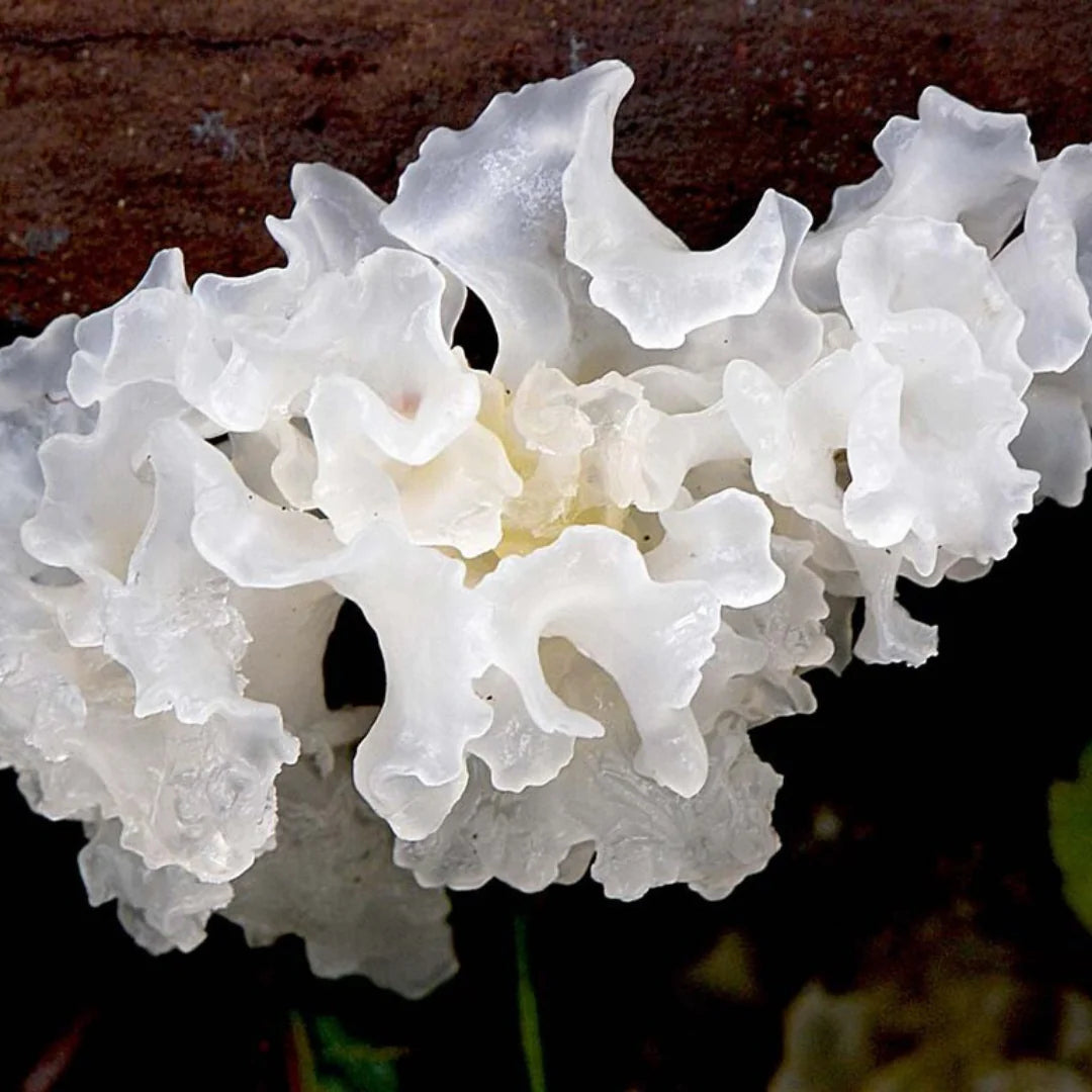 Tremella Mushroom vs. Hyaluronic Acid